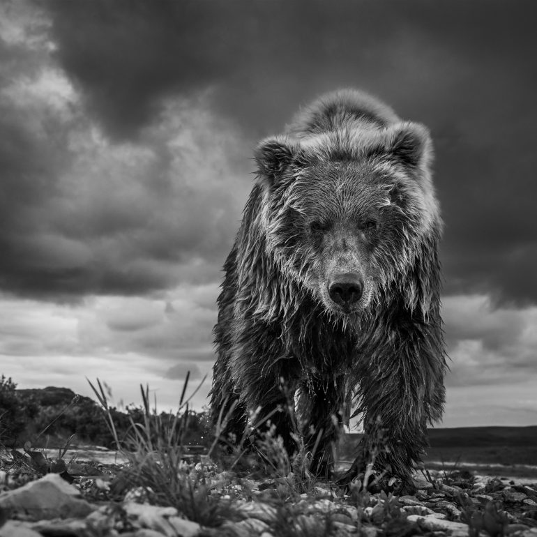 David Yarrow_bear_photography